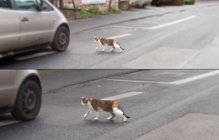Katze auf der Strasse 3.jpg