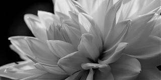 weisse Blume vor schwarzem Hintergrund (2)